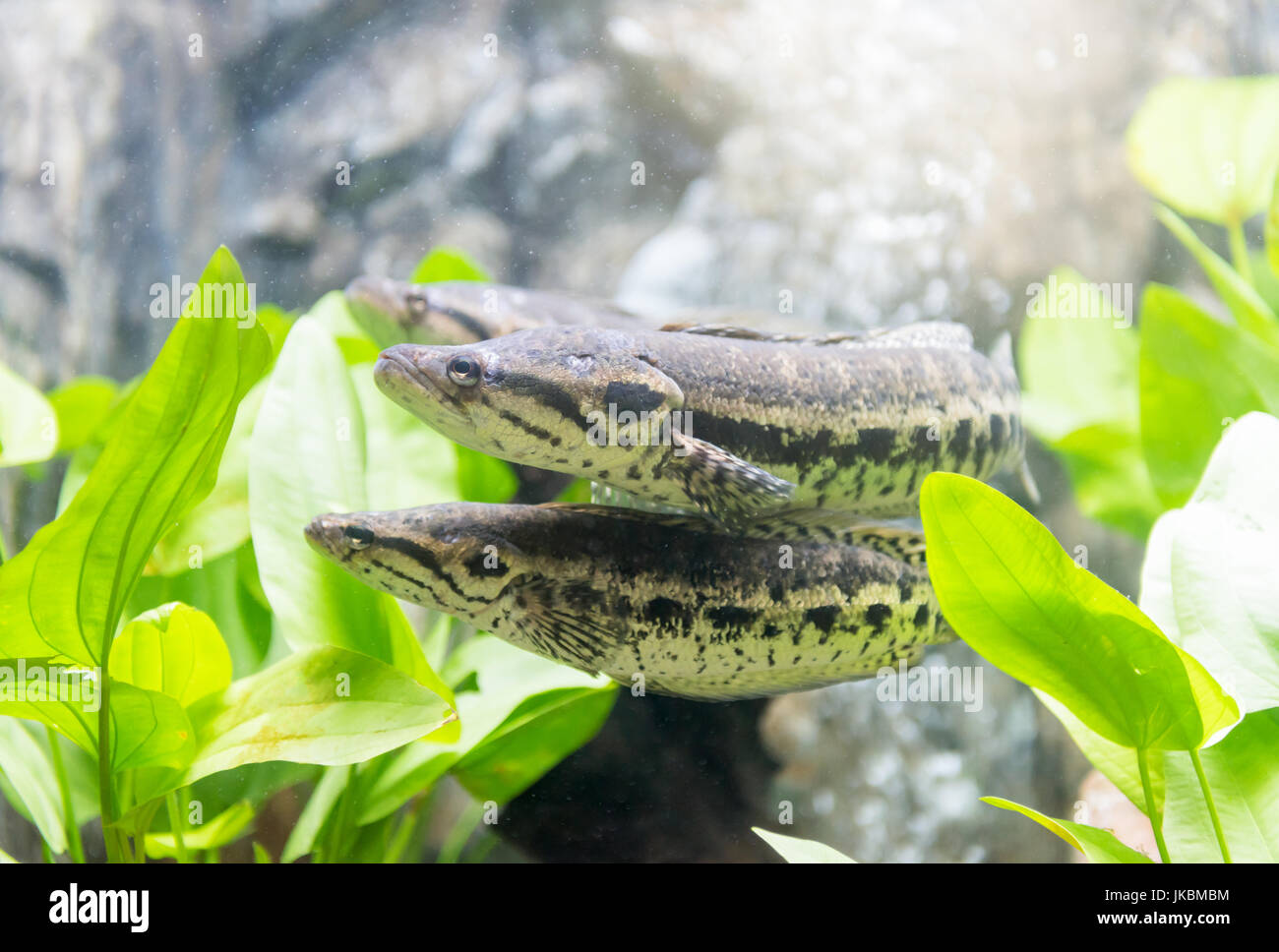 fresh water fish in Thailand: Blotched snakehead Stock Photo