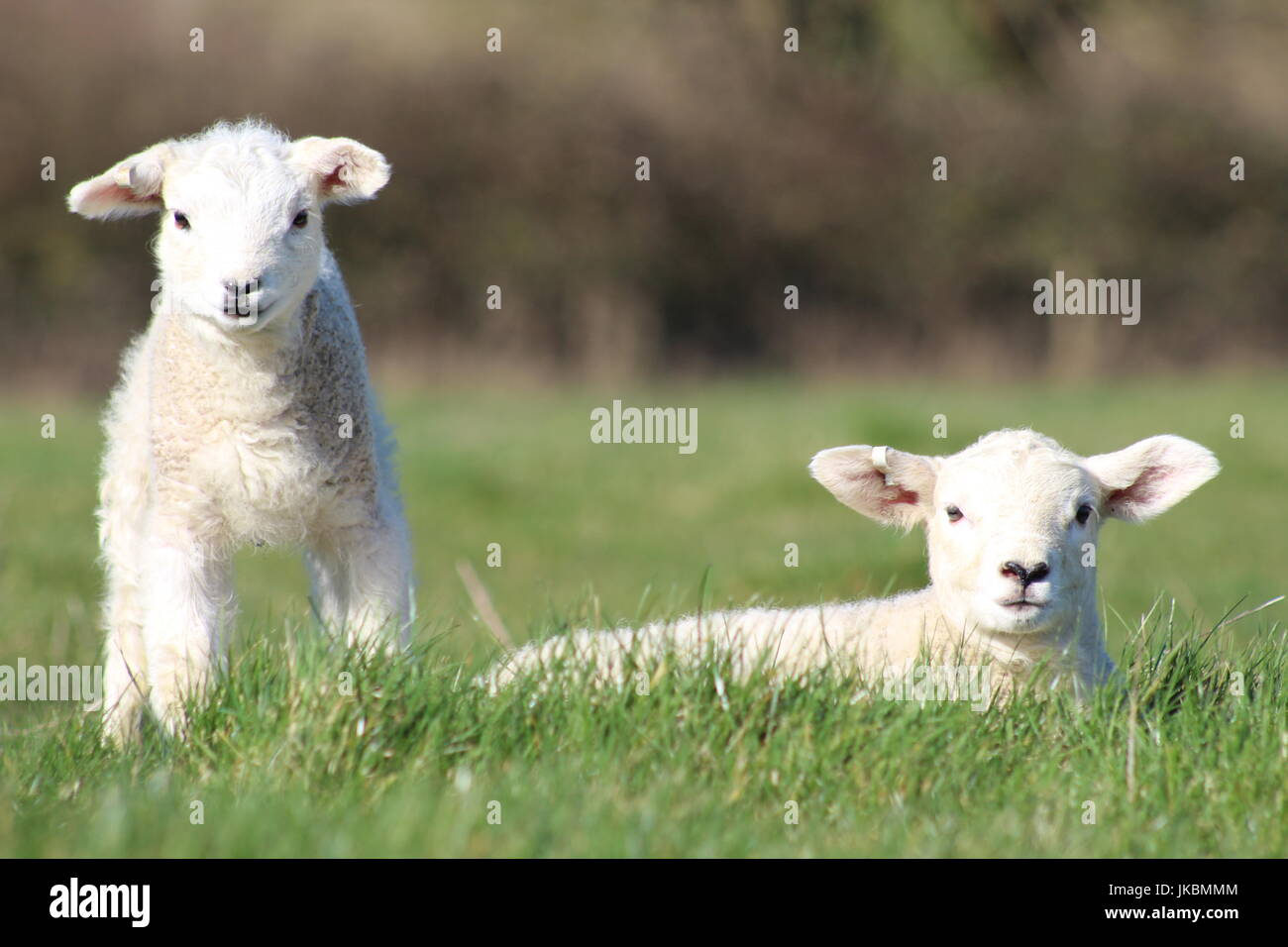 Baby lambs playing hires stock photography and images Alamy