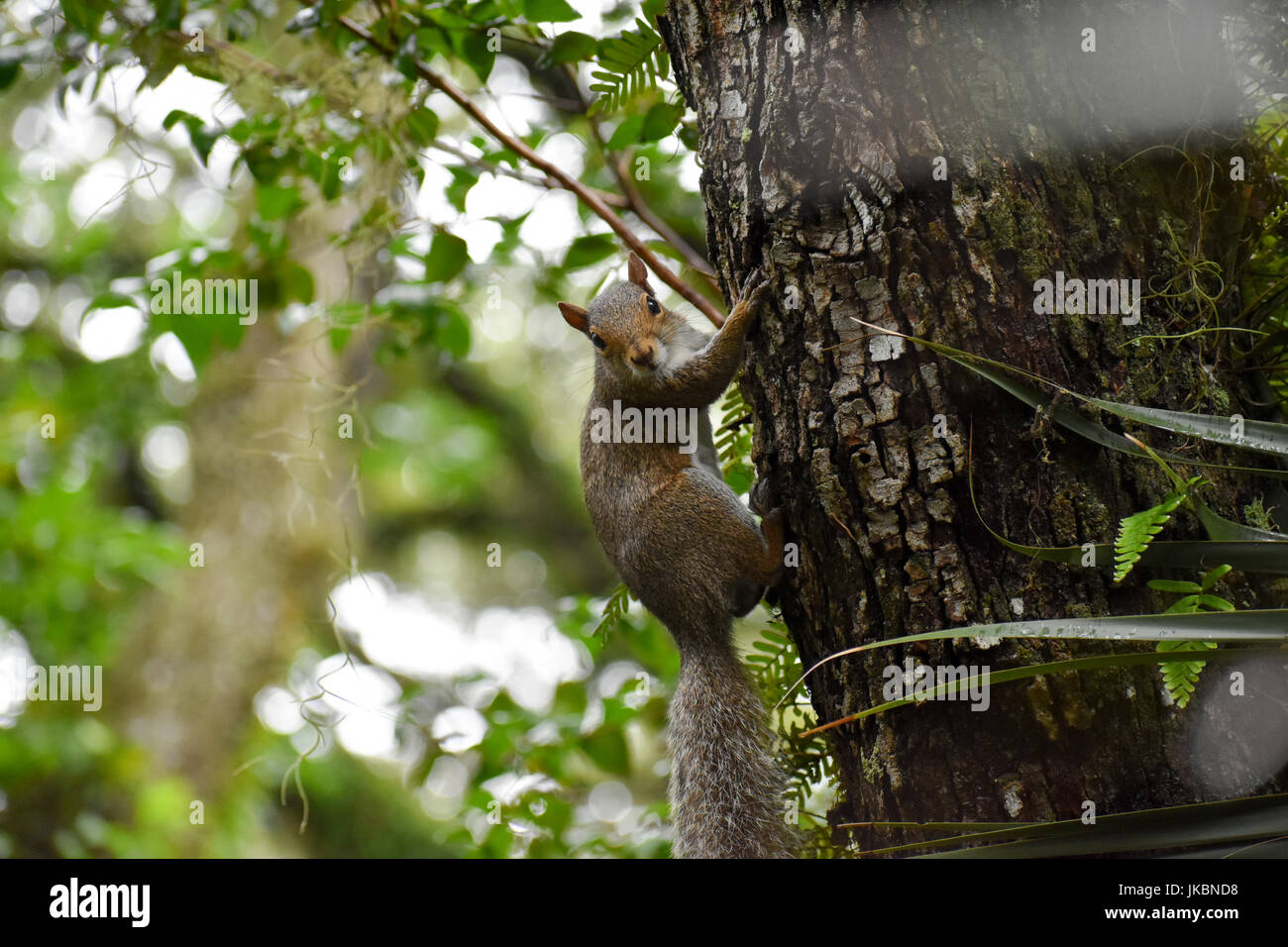 Squirrel staring at camera while clinging to tree bark with blurred background Stock Photo