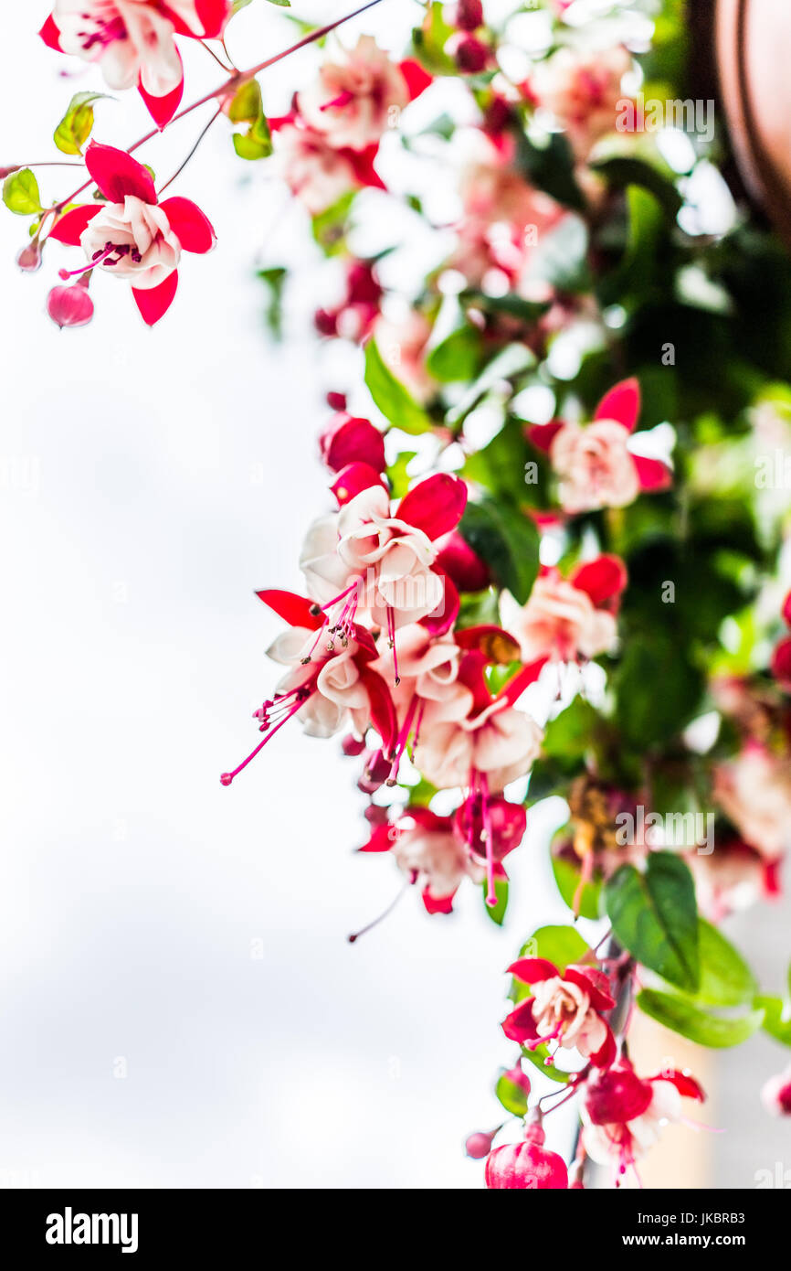 Red Hanging Flowers High Resolution Stock Photography and Images Alamy
