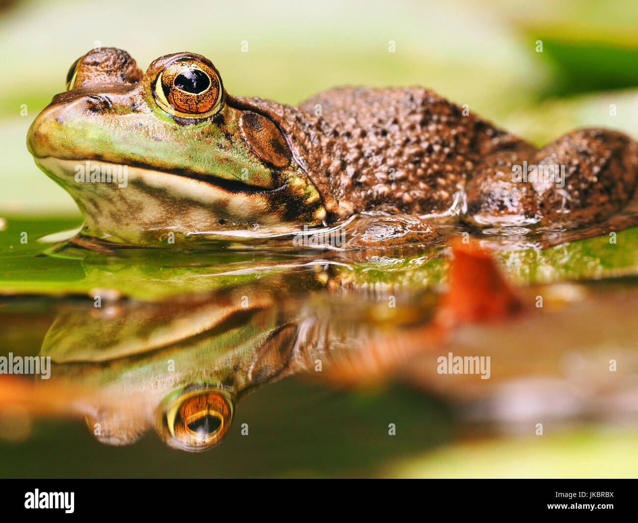 Frog with Prominent Eyes and its Reflection on Water Stock Photo