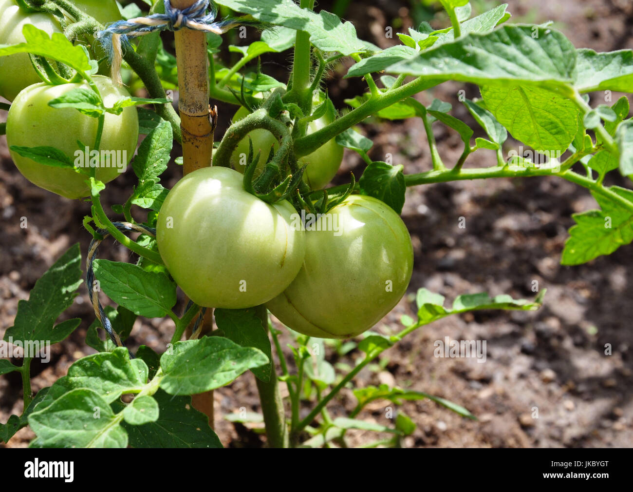 green tomatoes growing up Stock Photo