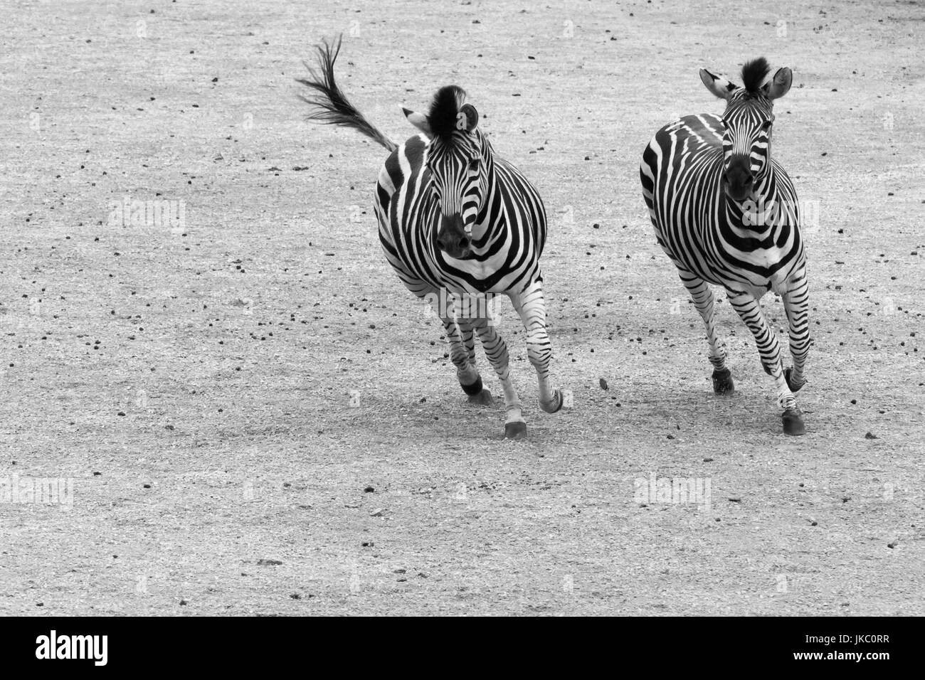 Galloping zebras in black and white. Pair of plains zebra (Equus quagga) running side by side Stock Photo