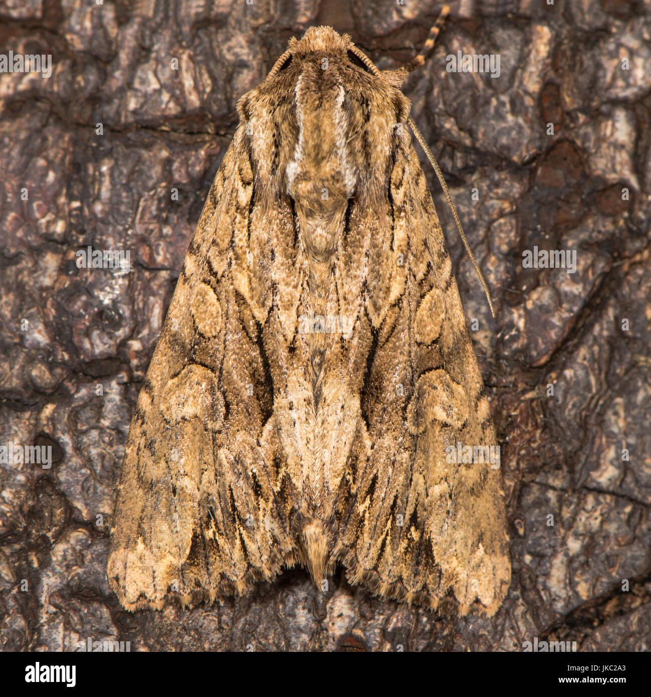 Dark arches (Apamea monoglypha) at rest on bark. British moth in the family Noctuidae attracted to light in Bath, Somerset, UK Stock Photo