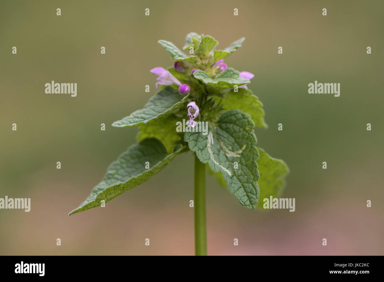 Red dead-nettle (Lamium purpureum) plant in flower. A plant with dark red flowers, also known as purple archangle and purple deadnettle Stock Photo