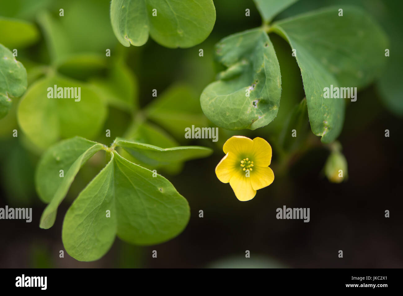 Wood sorrel (Oxalis sp.) flower and leaves. Yellow flower of edible plant also known as sourgrass, in the family Oxalidaceae Stock Photo