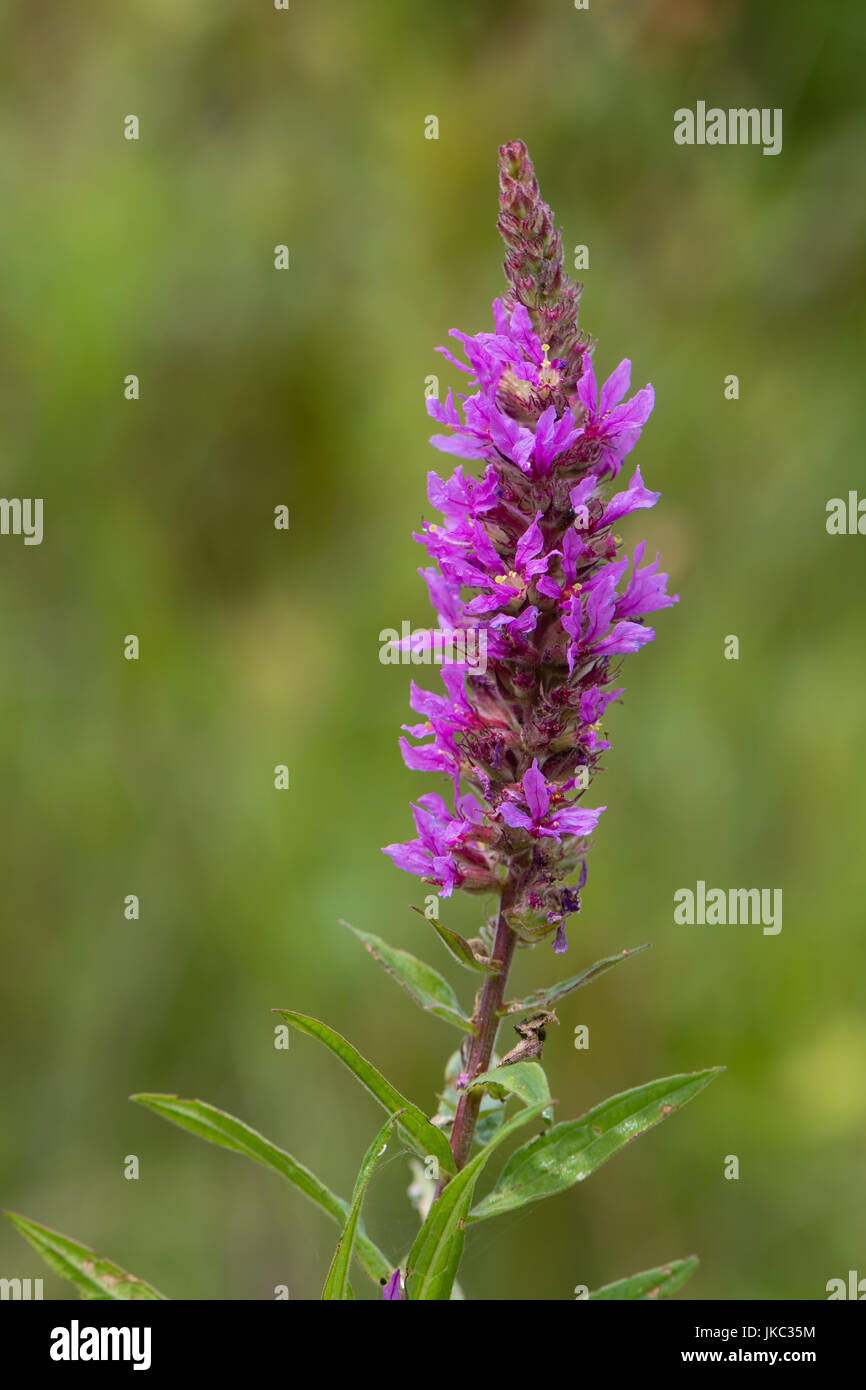 Purple loosestrife (Lythrum salicaria) inflorescence. Flower spike of plant in the family Lythraceae, associated with wet habitats Stock Photo