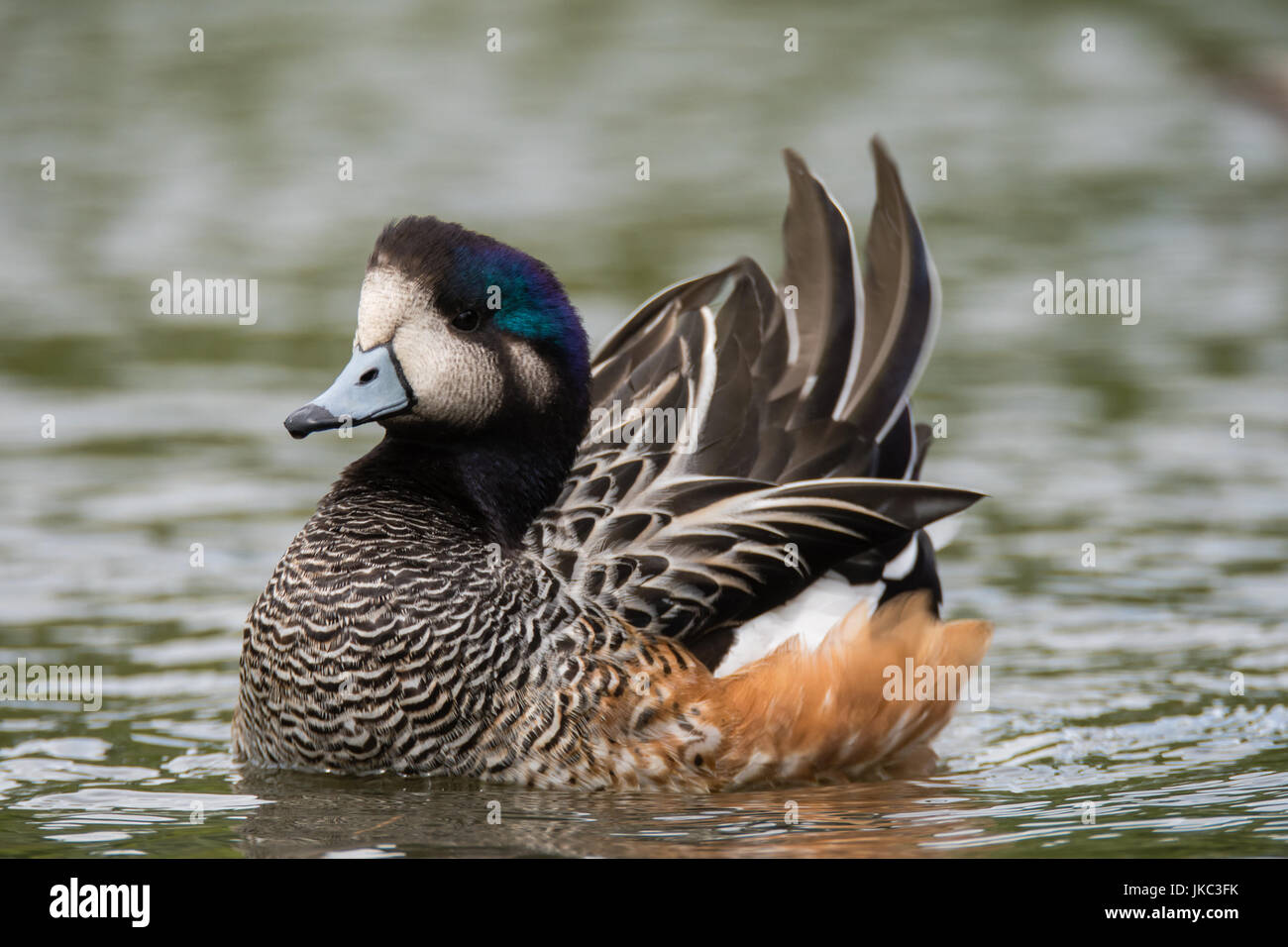 Chiloe wigeon (Anas sibilatrix) swimming. Bird indigenous to South America, aka southern wigeon, in the family Anatidae Stock Photo