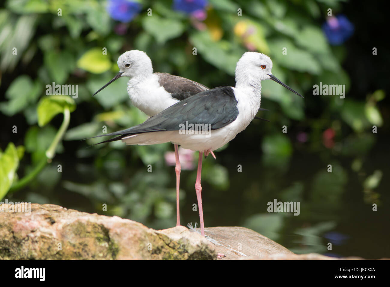 Black legged stilt hires stock photography and images Alamy