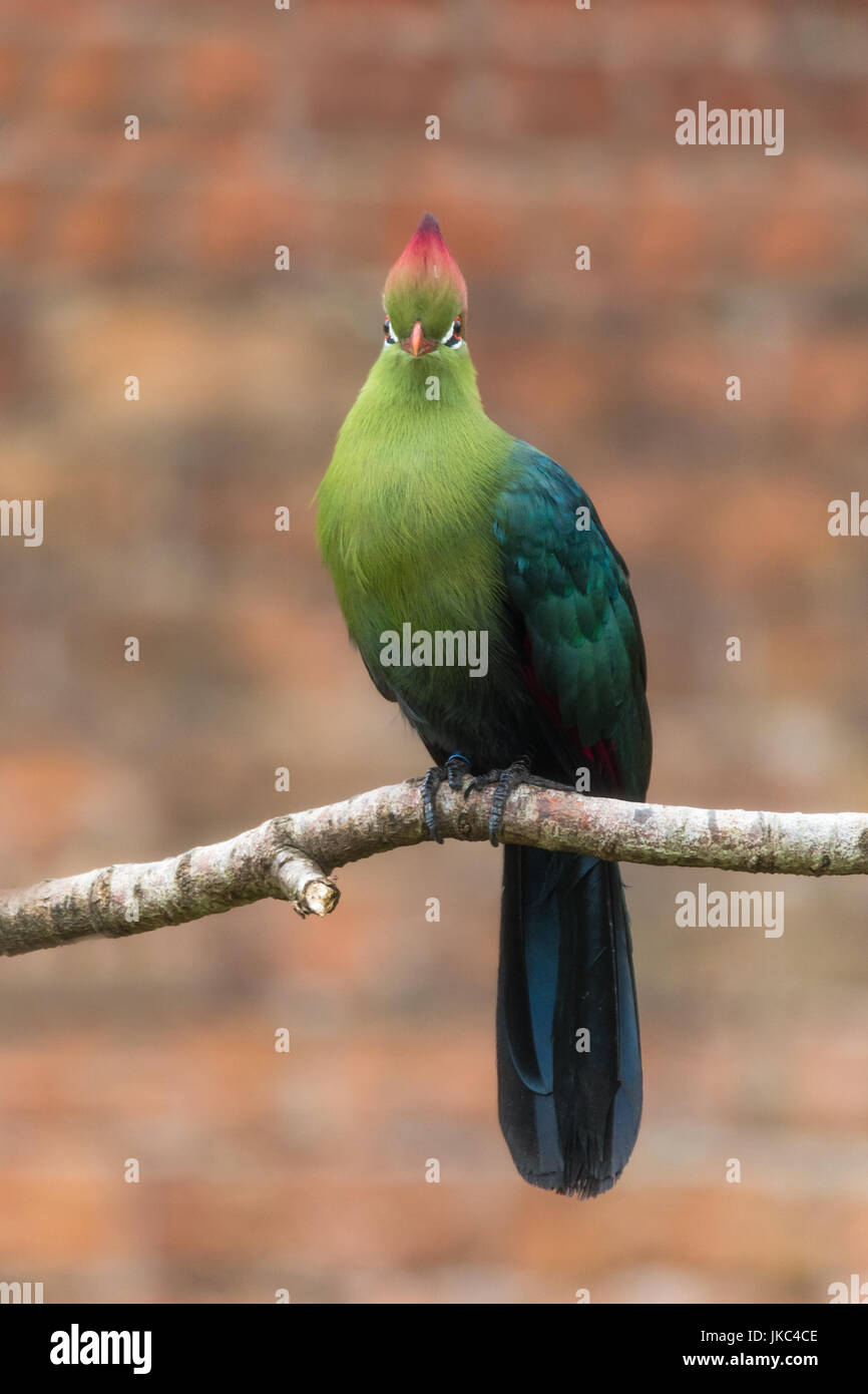 Fischer's turaco (Tauraco fischeri) perching on branch. Bird in the family Musophagidae from tropical East Africa, aka Kulukulu Stock Photo