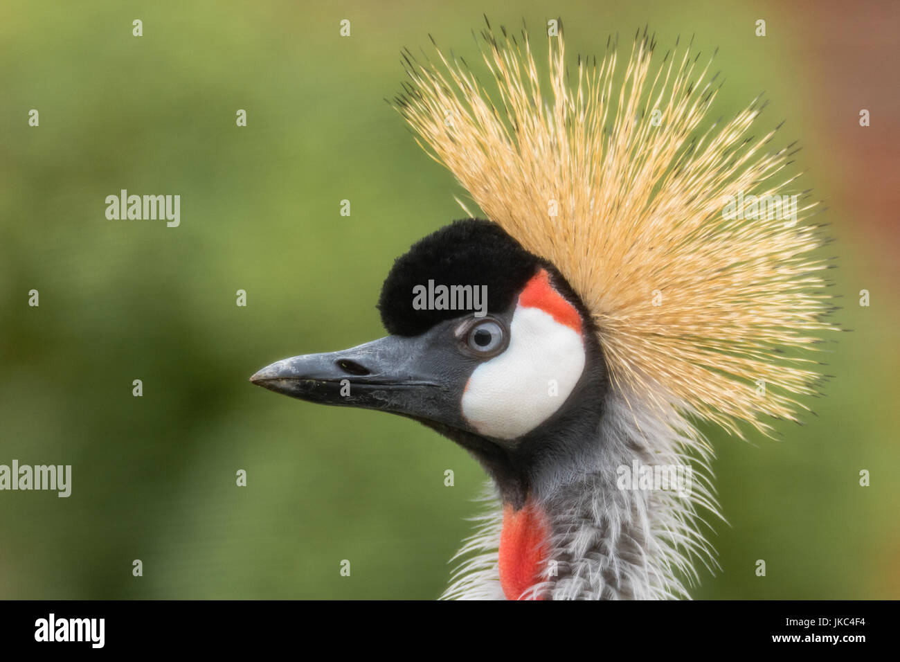 East African grey crowned crane (Balearica regulorum gibbericeps) portrait. National bird of Uganda in the family Gruidae, close up of head and neck Stock Photo