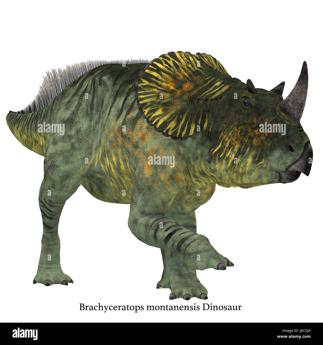 Brachyceratops is a herbivorous Ceratopsian dinosaur that lived in Alberta, Canada and Montana, USA in the Cretaceous Period. Stock Photo