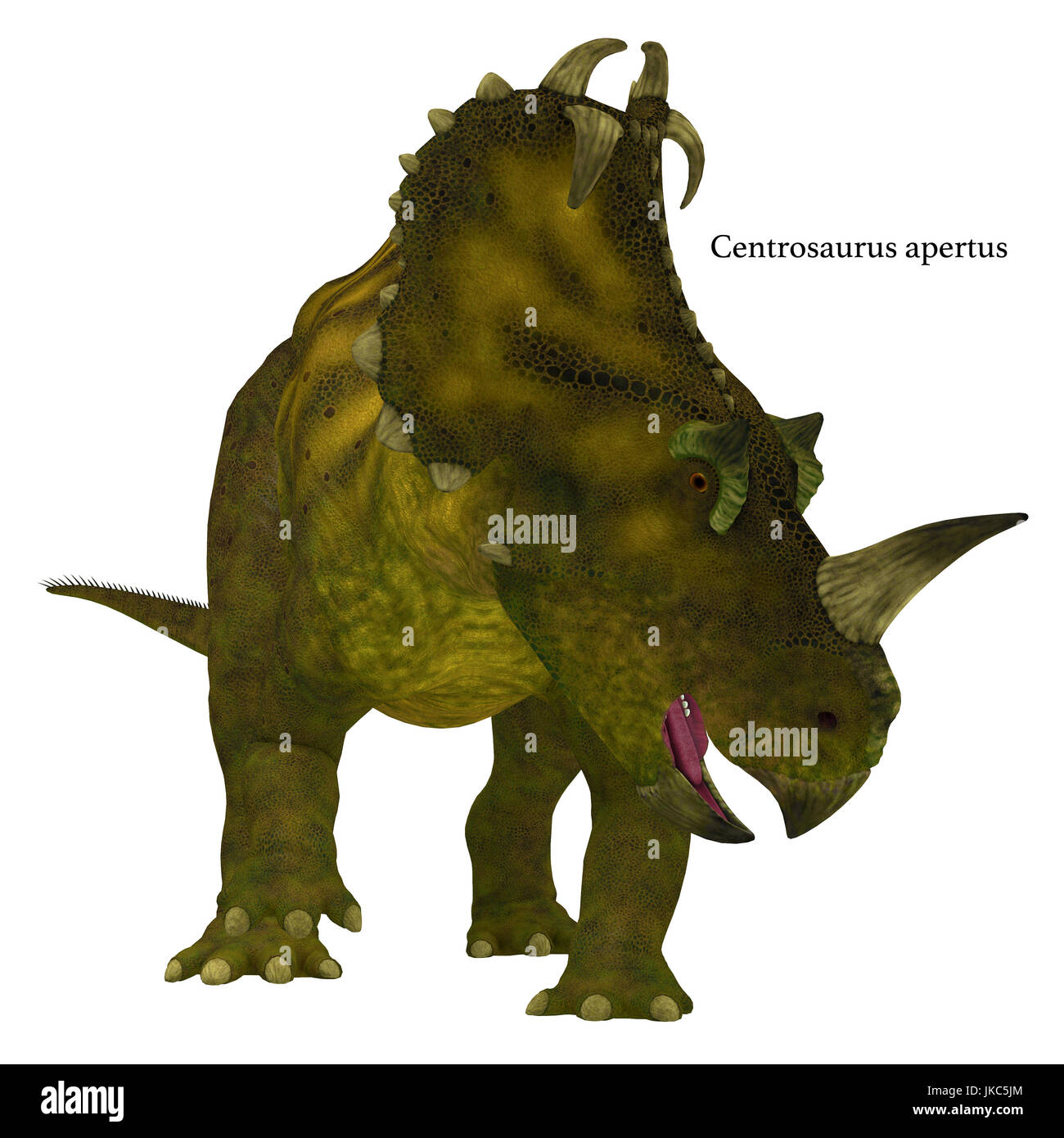 Centrosaurus is a herbivorous Ceratopsian dinosaur that lived in Canada in the Cretaceous Period. Stock Photo