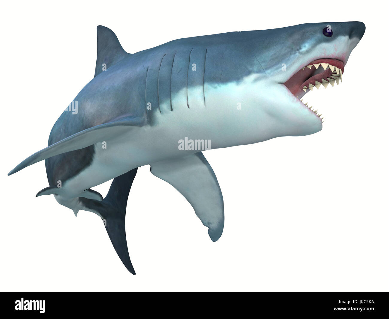 Dangerous Great White Shark - The Great White shark can live for 70 years and grow to be 21 feet long and live in coastal surface waters. Stock Photo