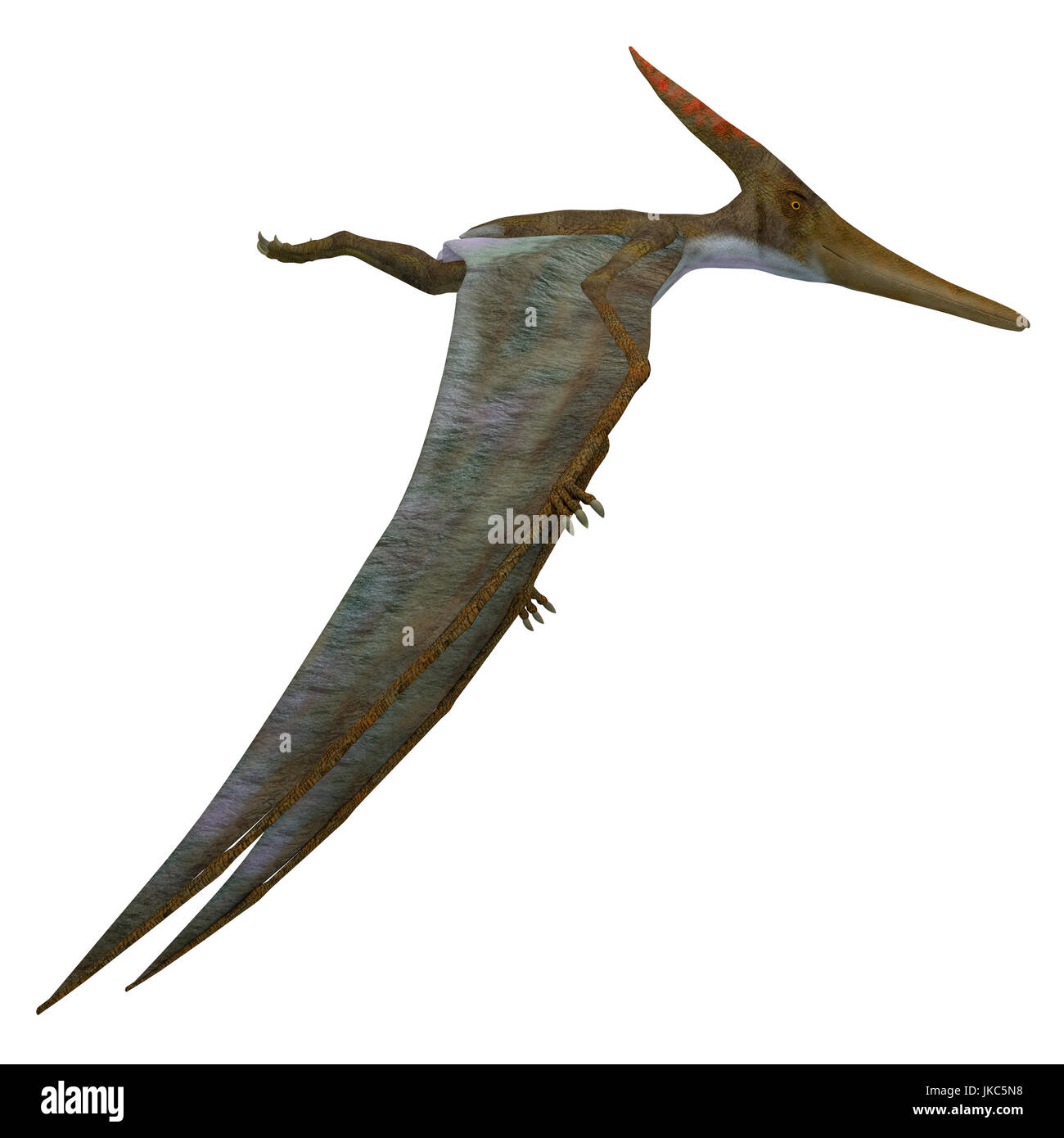 Pteranodon Reptile Side Profile - Pteranodon was a flying carnivorous reptile that lived in North America in the Cretaceous Period. Stock Photo