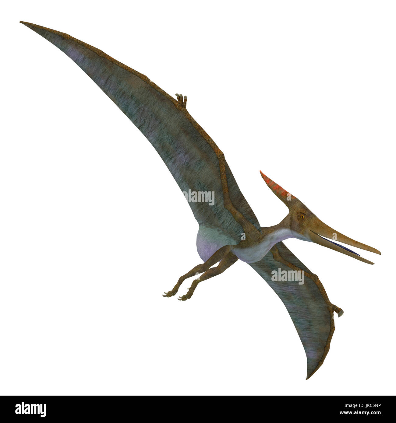 Pteranodon Reptile Soaring - Pteranodon was a flying carnivorous reptile that lived in North America in the Cretaceous Period. Stock Photo