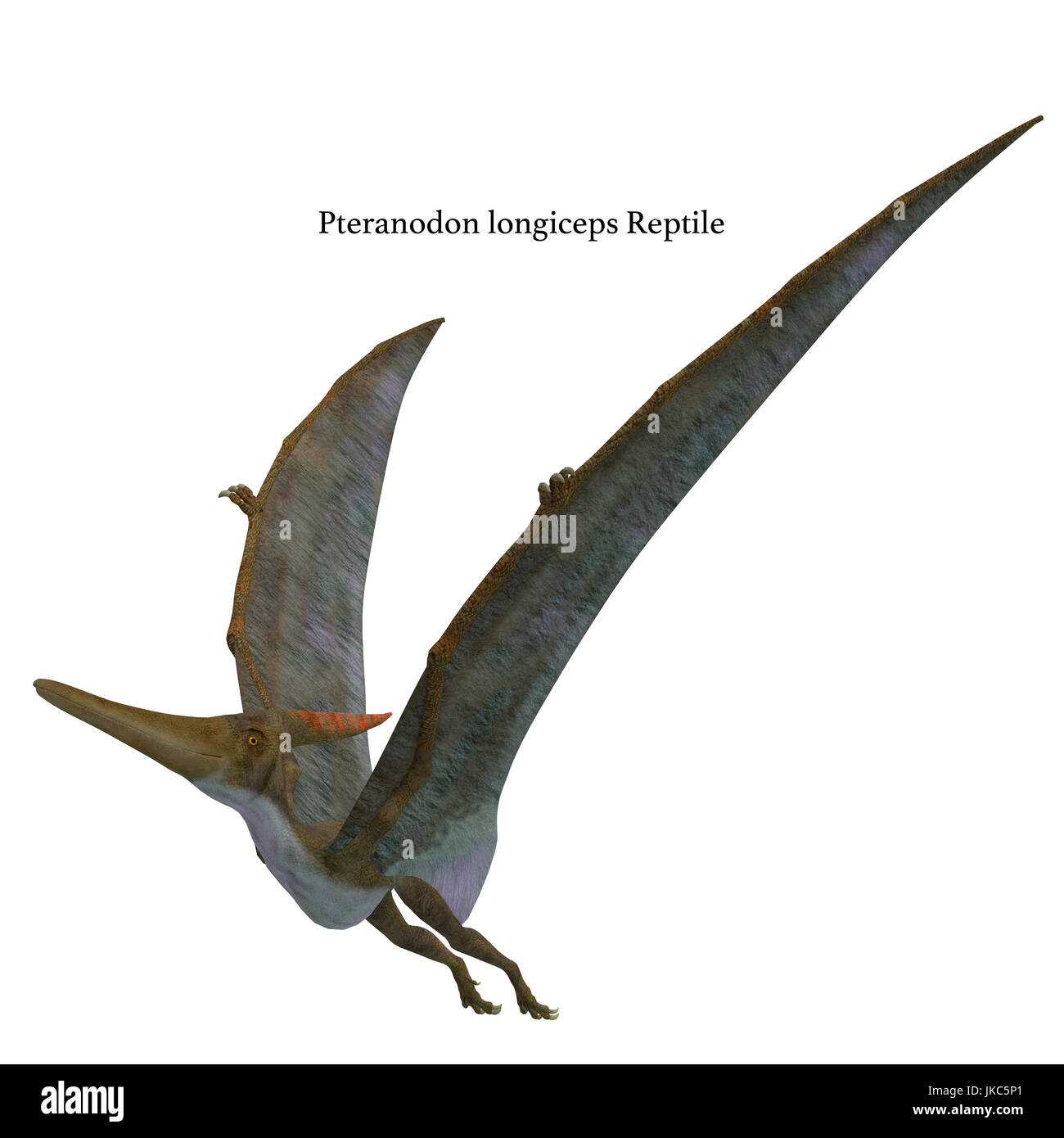 Pteranodon Reptile Wings Up - Pteranodon was a flying carnivorous reptile that lived in North America in the Cretaceous Period. Stock Photo