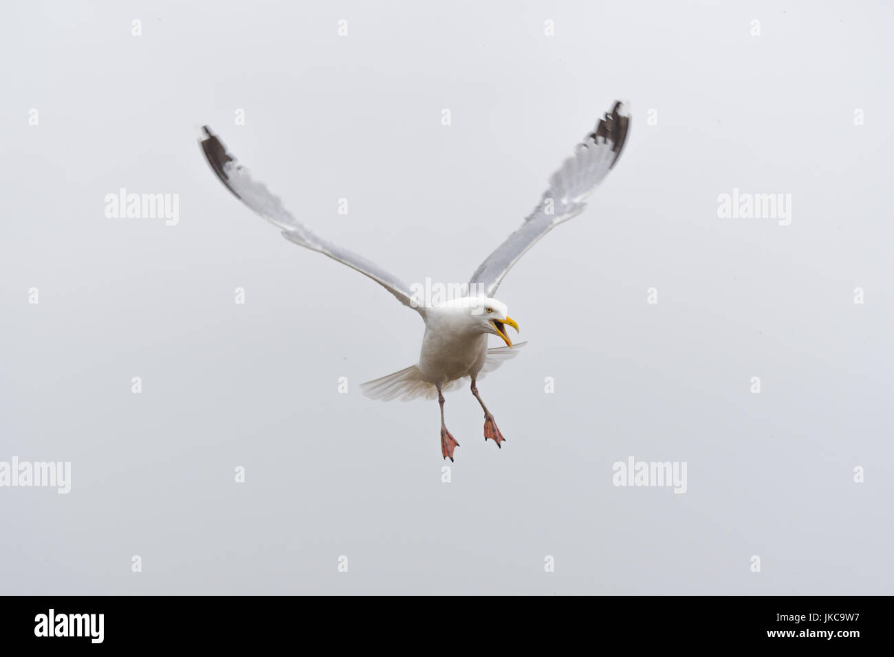 Seagull flying,common british herring gull Stock Photo