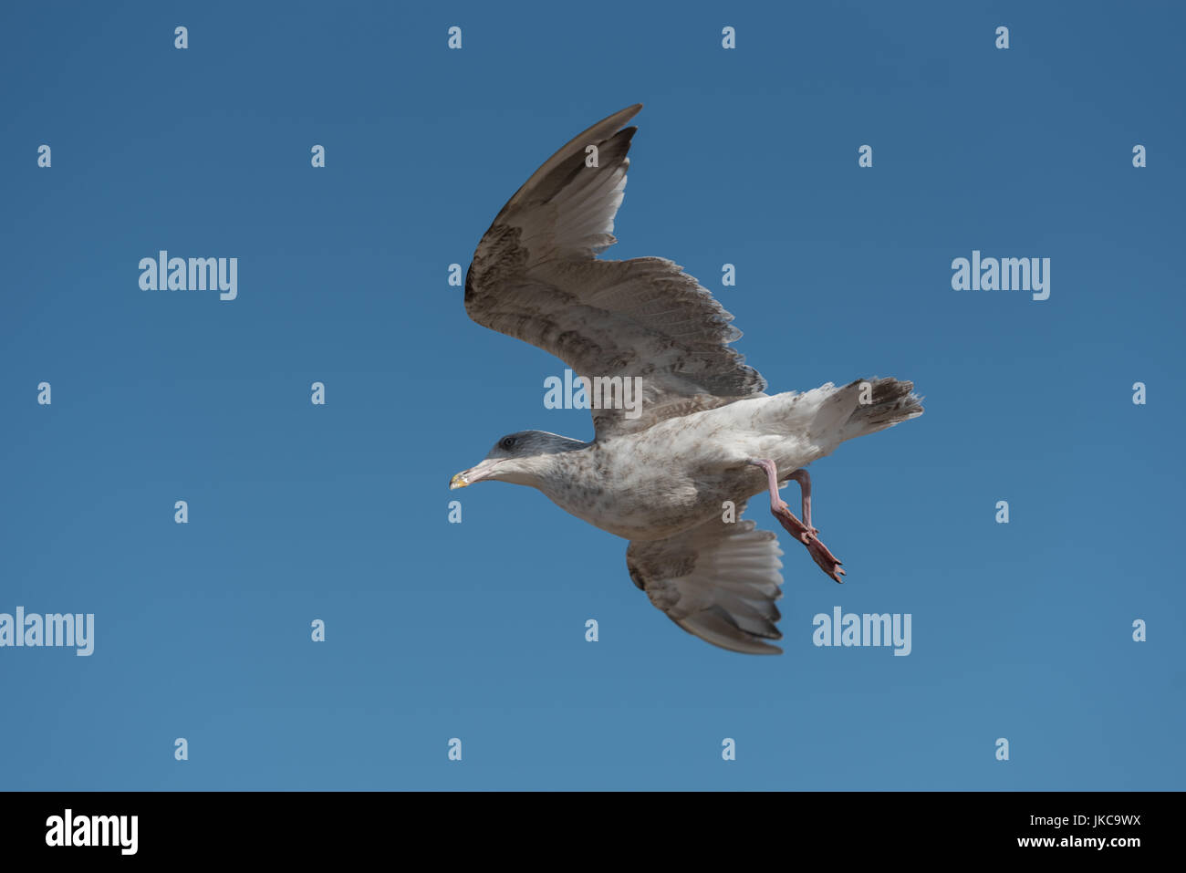 Seagull british herring gull Stock Photo Alamy