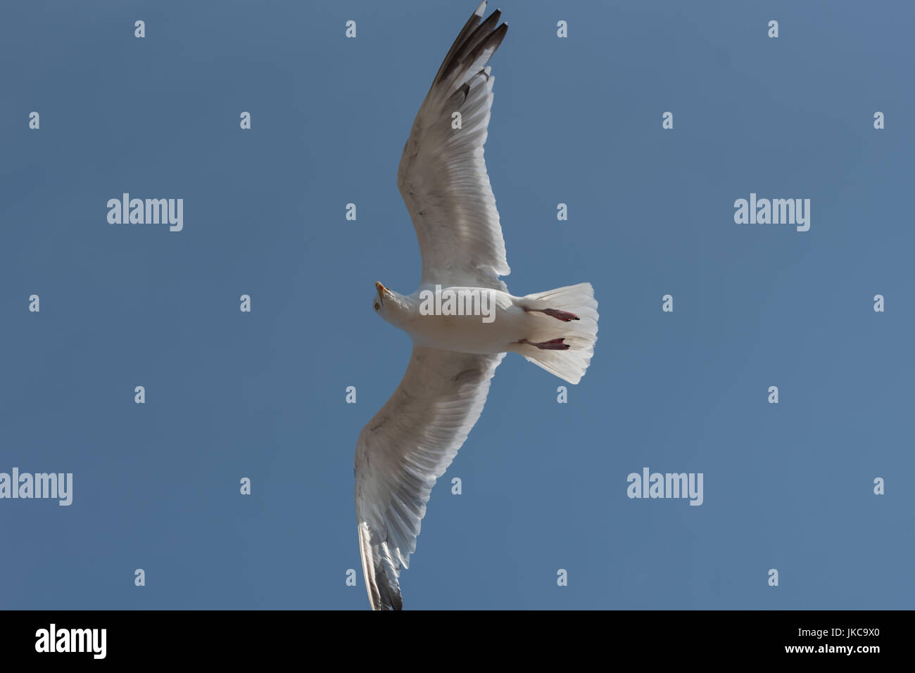 Seagull flying,common british herring gull Stock Photo