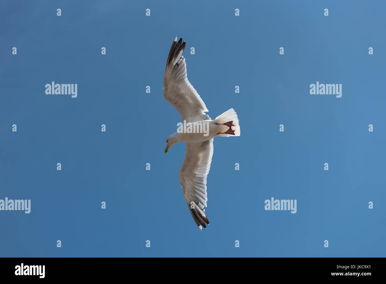 Seagull british herring gull Stock Photo Alamy