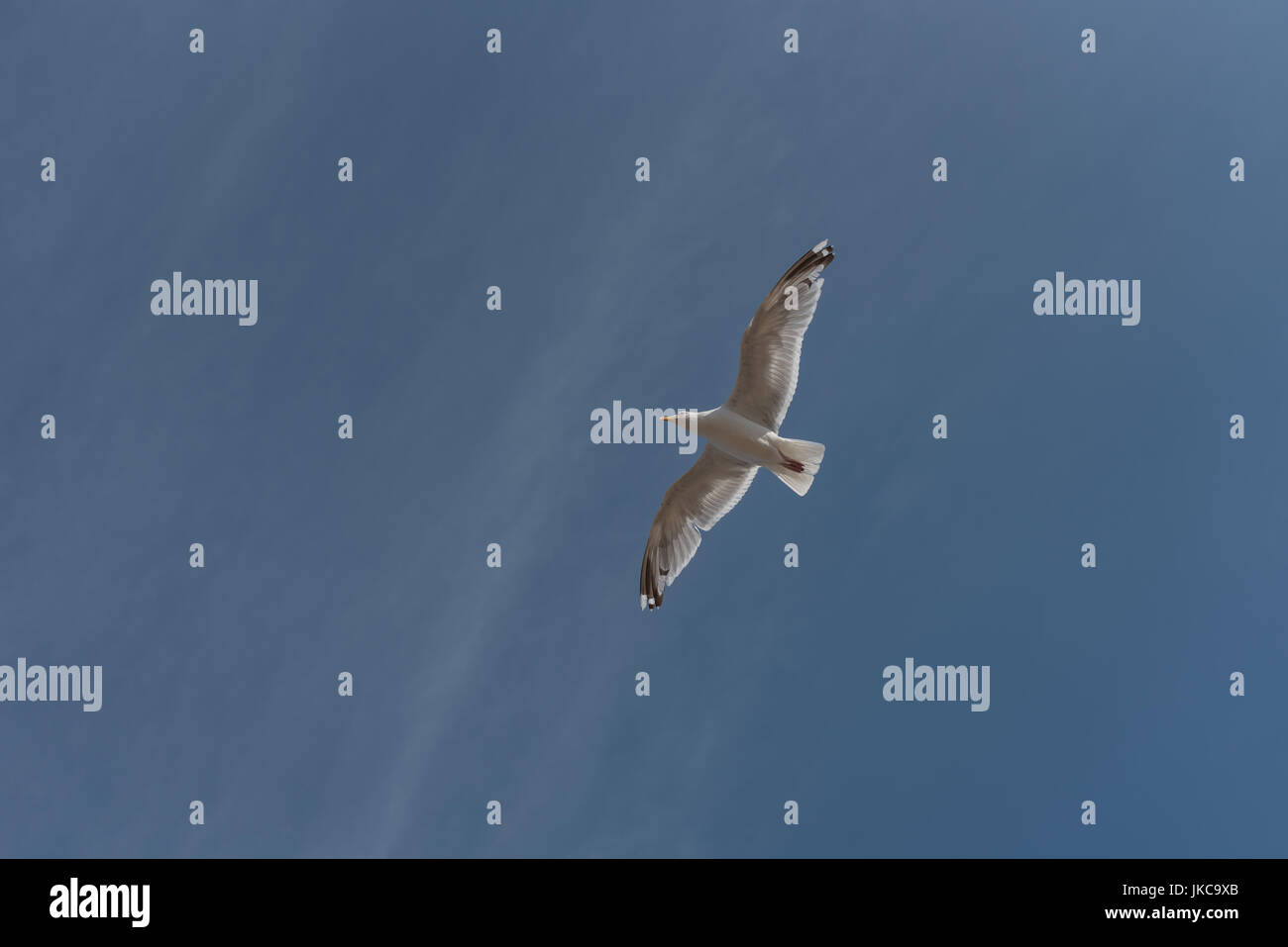 Seagull british herring gull Stock Photo Alamy