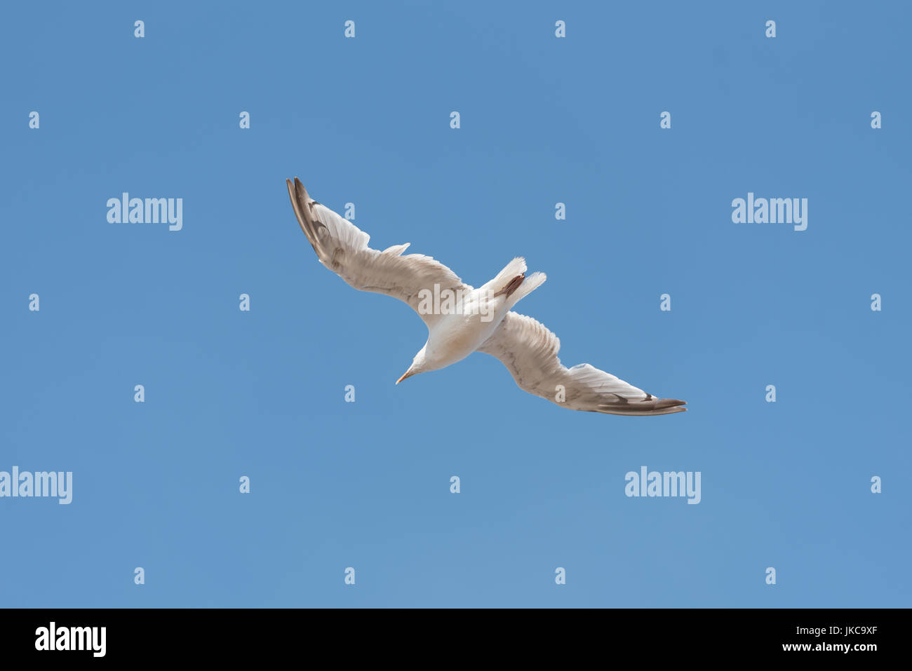 Seagull flying,common british herring gull Stock Photo - Alamy