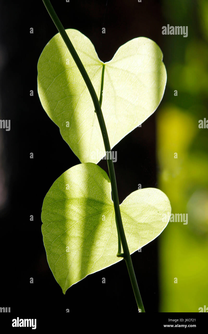 Leaves Stock Photo