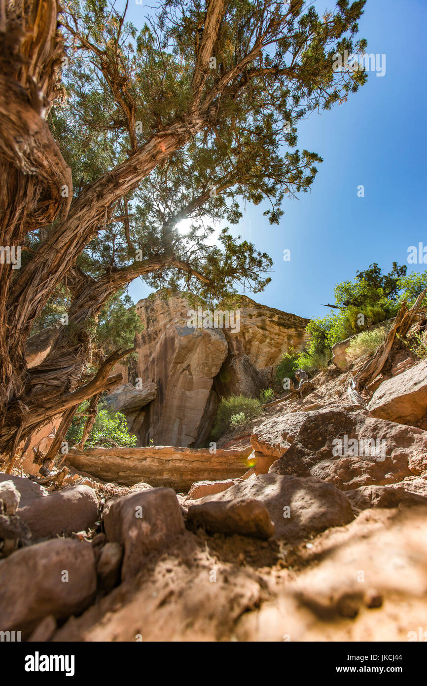 Litter in trees hi-res stock photography and images - Alamy