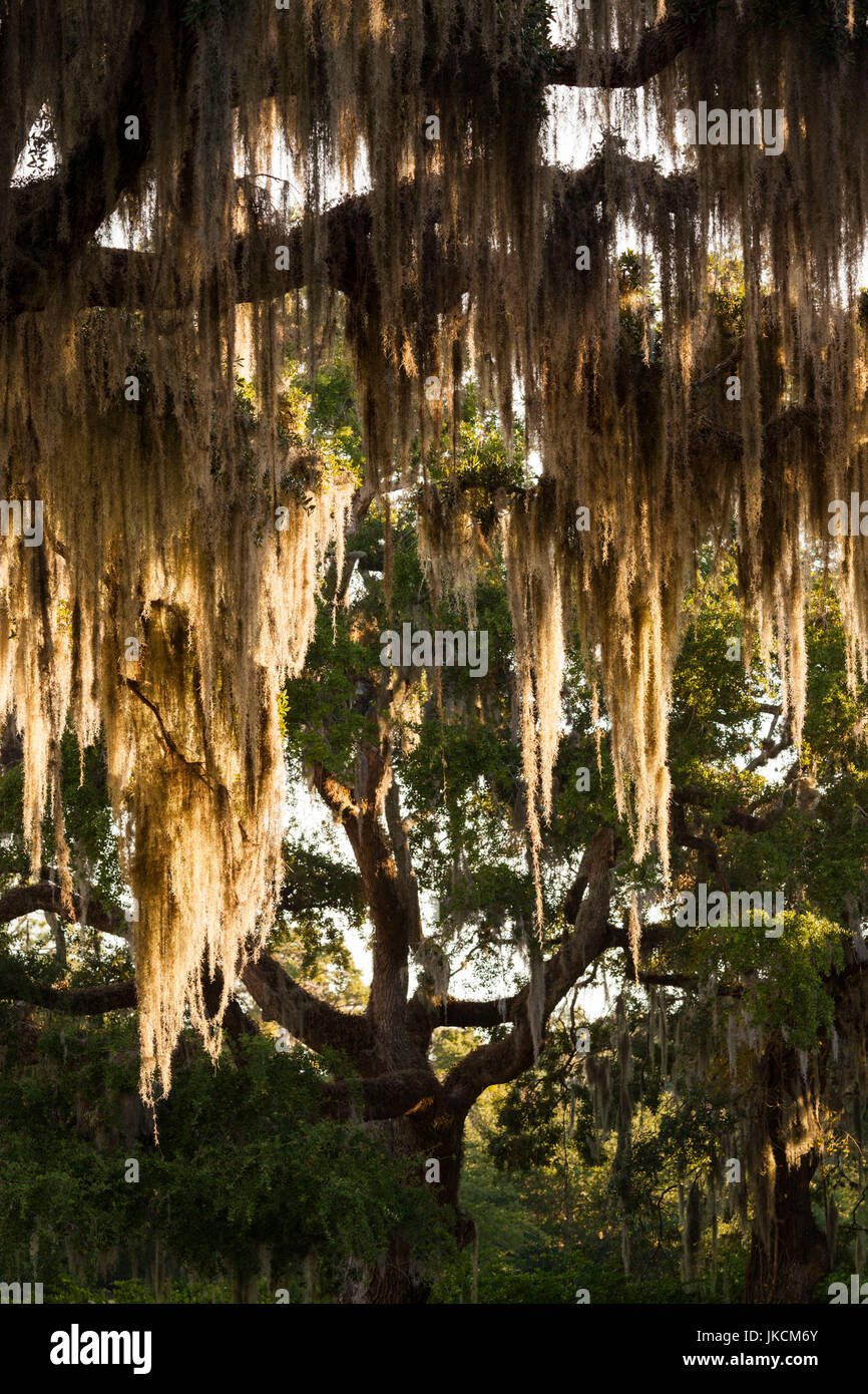 Southern live oak trees hi-res stock photography and images - Alamy