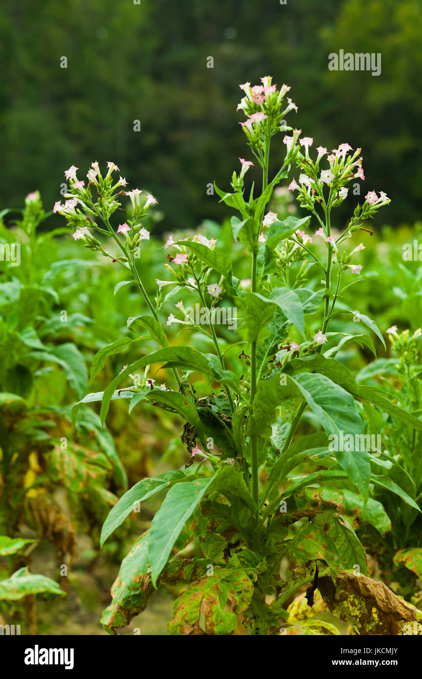 USA, North Carolina, Durham, Duke Homestead State Historic Site and Tobacco Museum, tobacco museum on the grounds of the Duke Family's original plantation, flowering tobacco plants Stock Photo