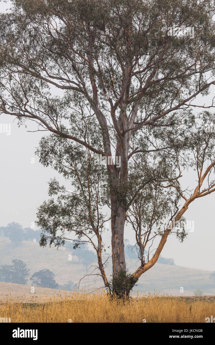 Australia, New South Wales, NSW, Khancoban, landscape with smoke from summer forest fires Stock Photo