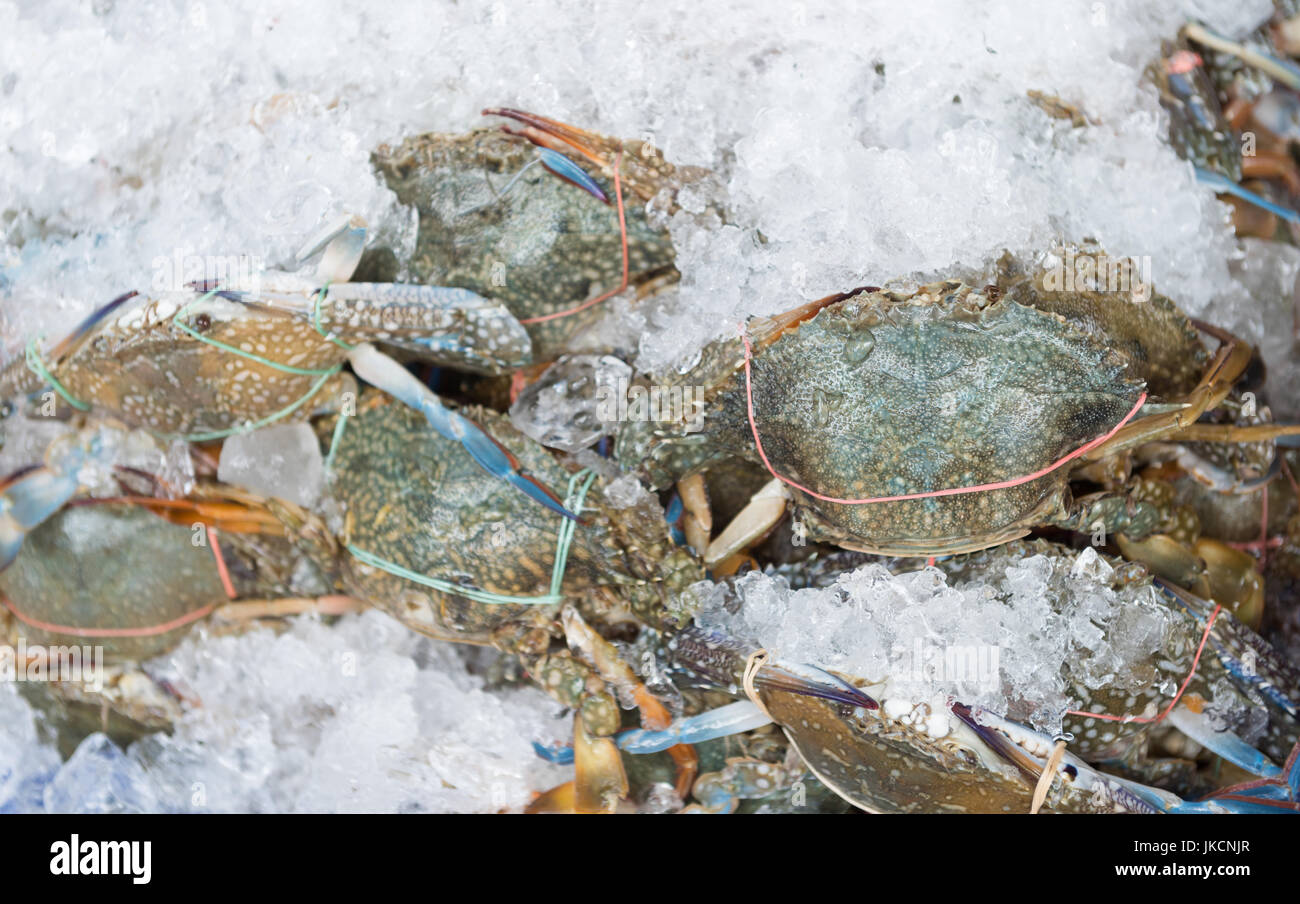 fresh flower crab or Blue crab or Blue swimmer crab on ice in fish