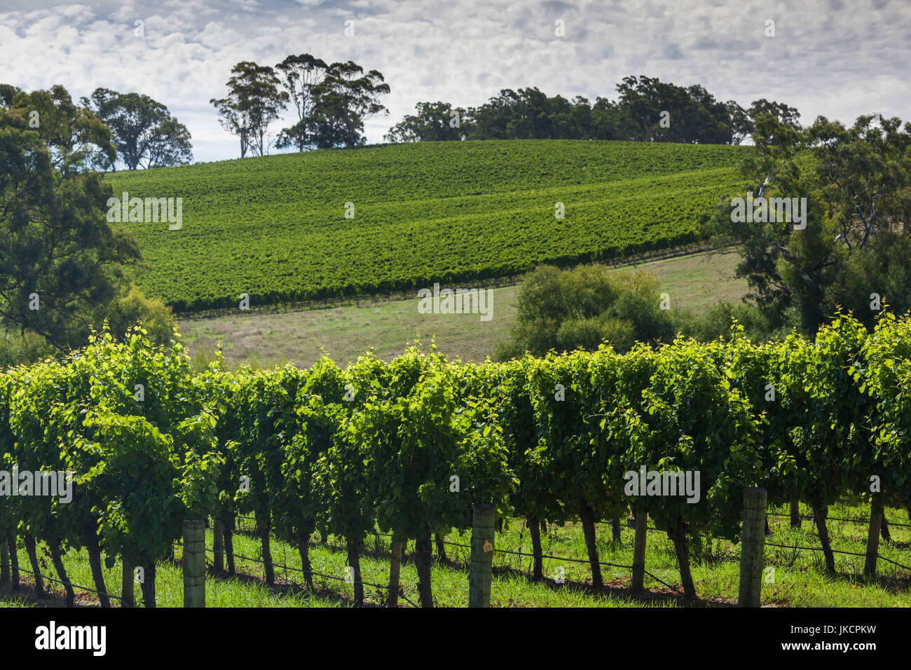 Australia, South Australia, Adelaide Hills, Gumeracha, vineyard Stock