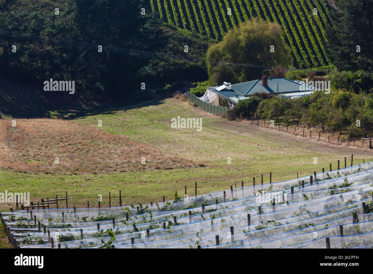 Australia, South Australia, Adelaide Hills, elevated vineyard view