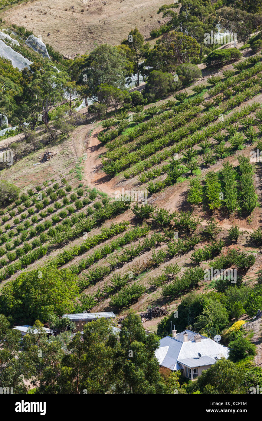 Australia, South Australia, Adelaide Hills, elevated vineyard view