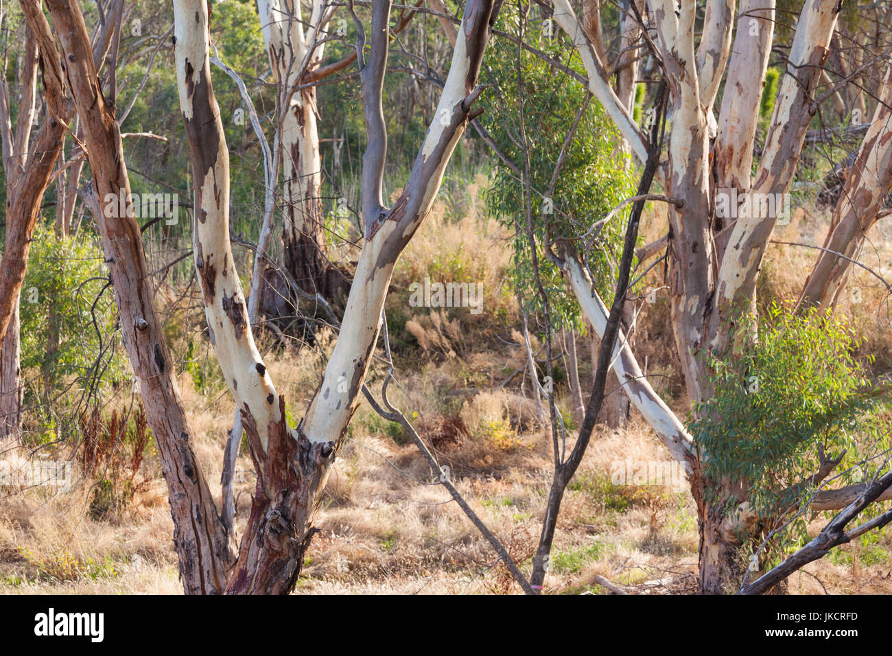 Australia, South Australia, Barossa Valley, Rowland Flat, Jacob's Creek Winery, trees Stock Photo