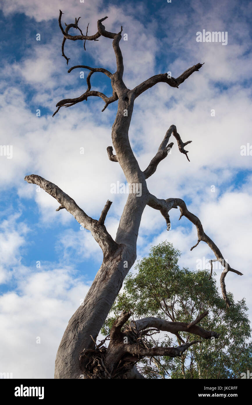 Australia, South Australia, Barossa Valley, Rowland Flat, Jacob's Creek Winery, trees Stock Photo