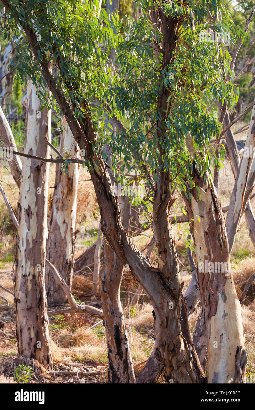 Australia, South Australia, Barossa Valley, Rowland Flat, Jacob's Creek Winery, trees Stock Photo