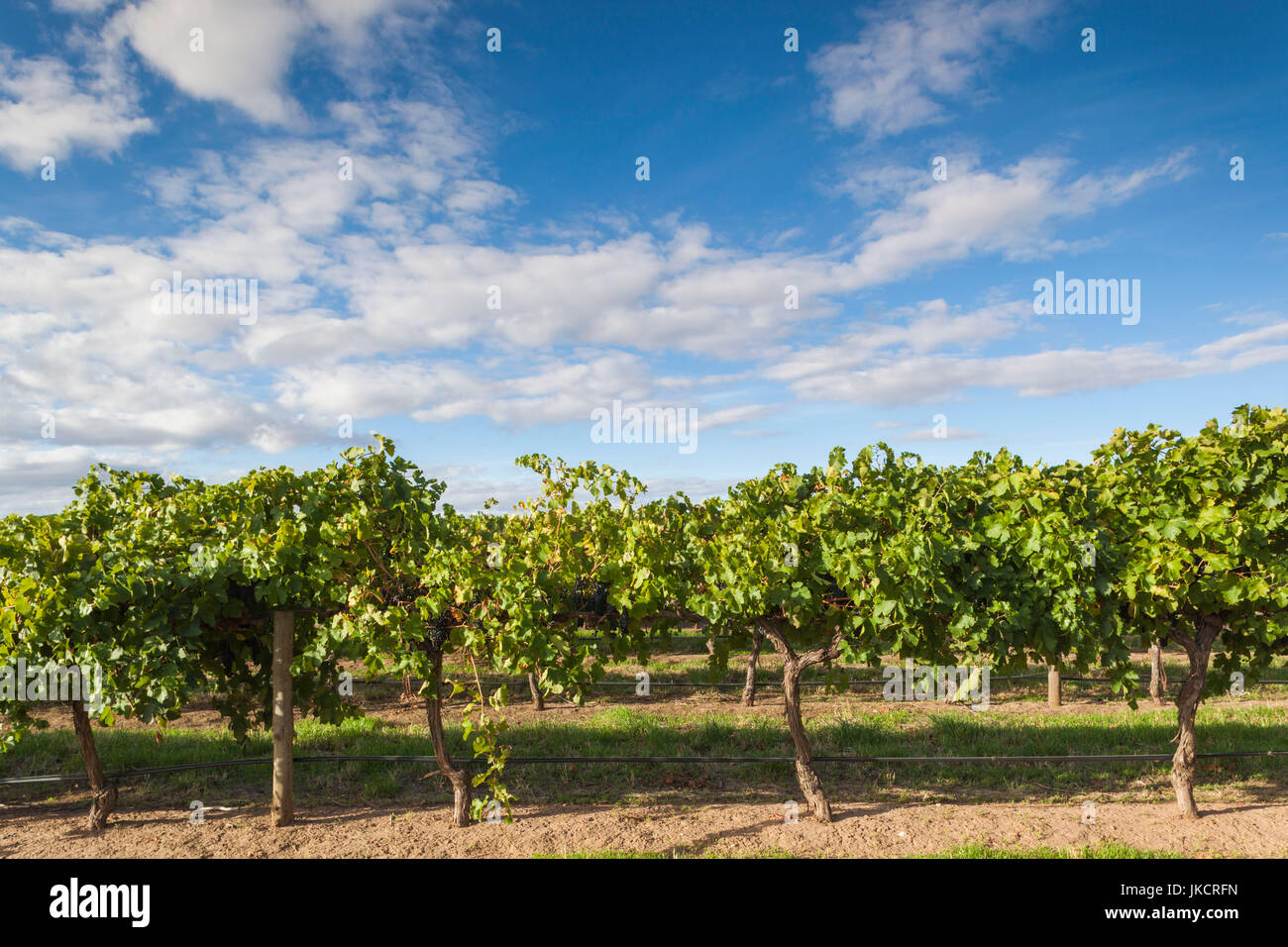 Australia, South Australia, Barossa Valley, Rowland Flat, Jacob's Creek Winery, vineyard Stock Photo