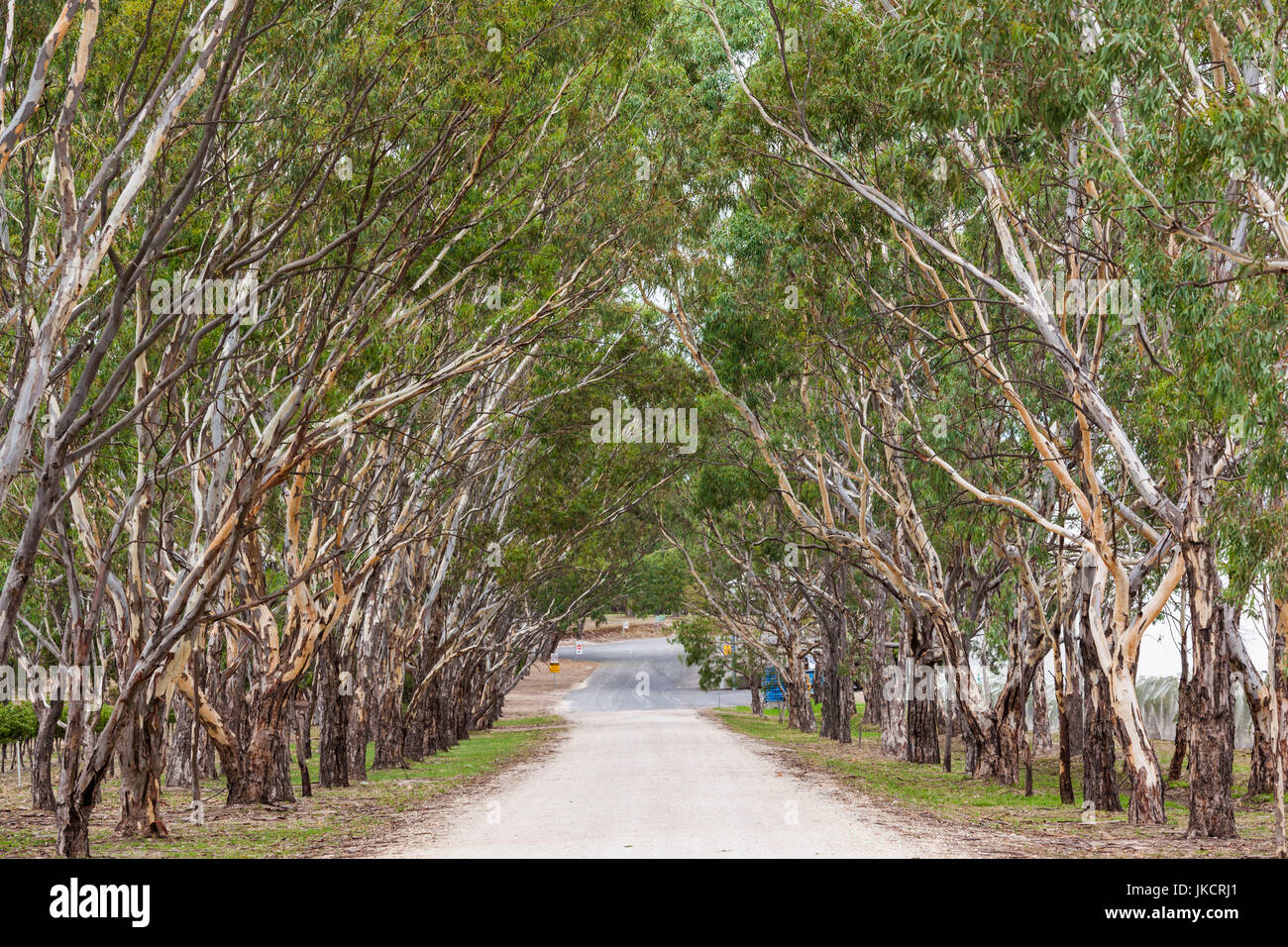 Australia, South Australia, Barossa Valley, Seppeltsfield, country road Stock Photo