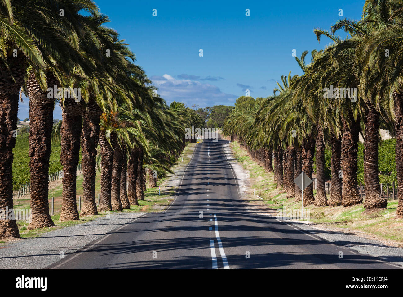 Australia, South Australia, Barossa Valley, Seppeltsfield, country road with palm trees Stock Photo