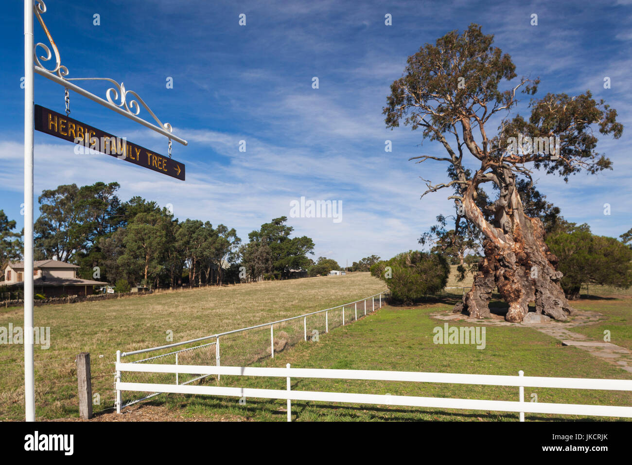 Australia, South Australia, Barossa Valley, Springton, The Herbig Tree, first home of German immigrant Friedrich Herbig, symbol of early South Australian immigration Stock Photo