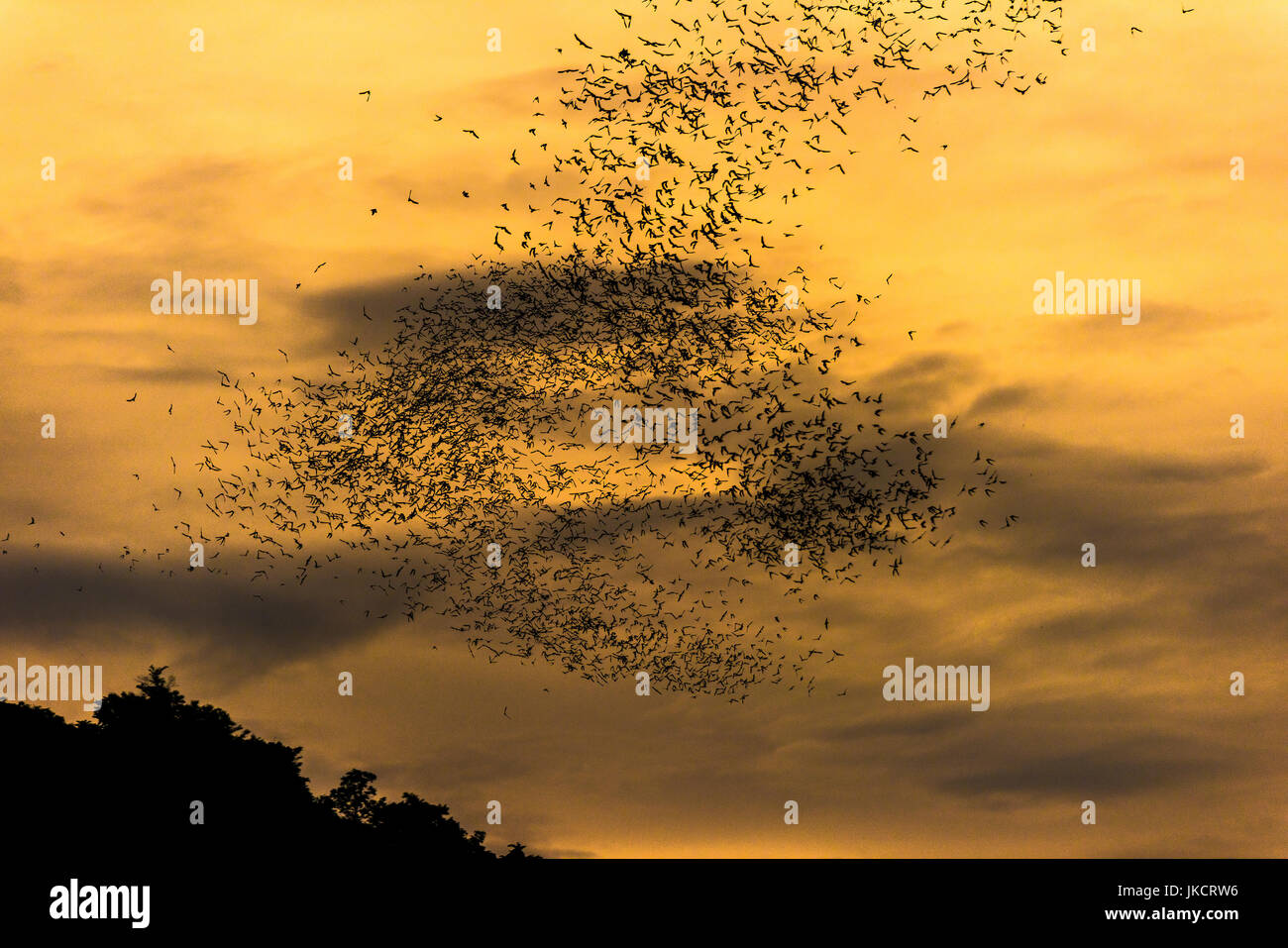 The bat swarms out. Stock Photo