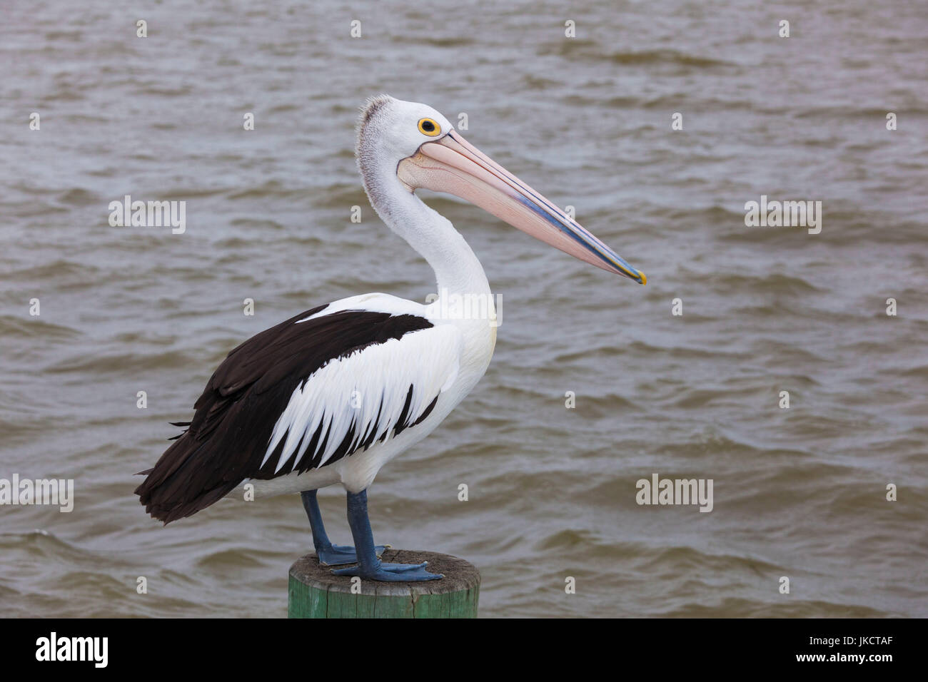 Australia, South Australia, Fleurieu Peninsula, Goolwa, Australian pelican, pelecanus conspicillatus Stock Photo