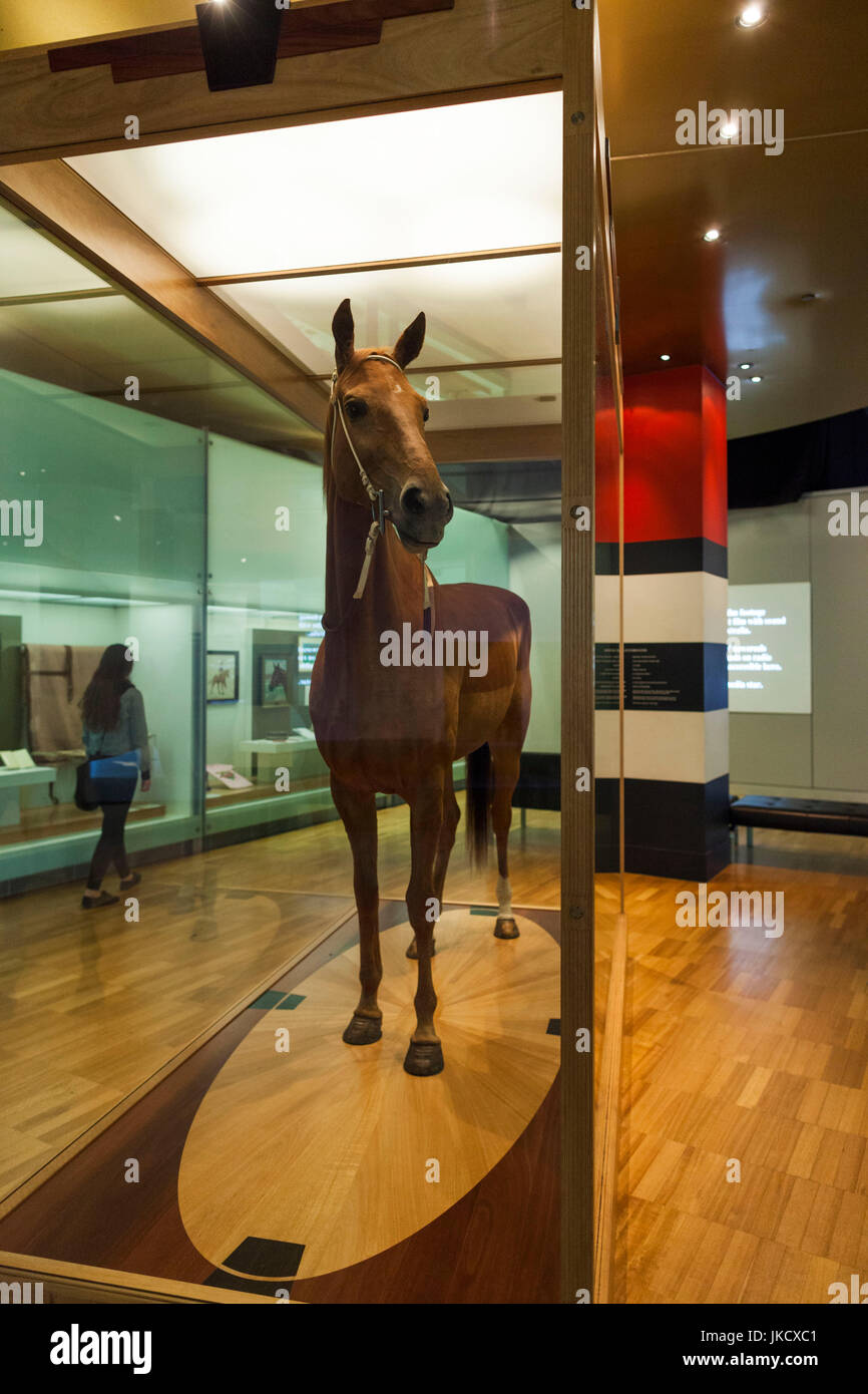 Australia, Victoria, VIC, Melbourne, Carlton, Melbourne Museum, Phar Lap, famous Australian racing horse Stock Photo