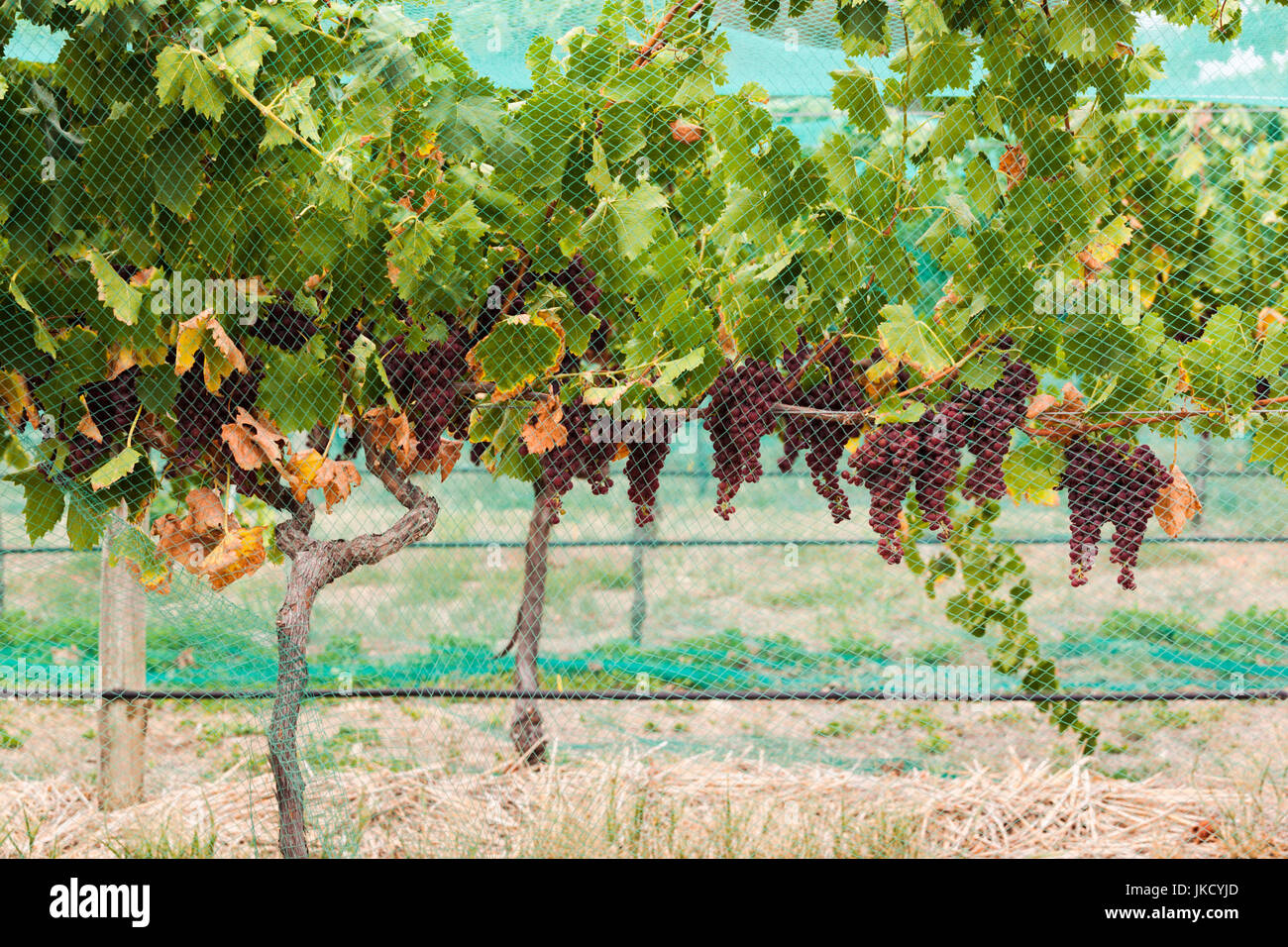 Vines under netting hi-res stock photography and images - Alamy