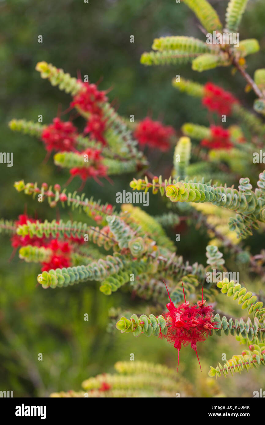 Australia, Western Australia, Perth, Kings Park, Western Australia Botanic Garden, Scarlet Feather Flower, verticordia grandis Stock Photo