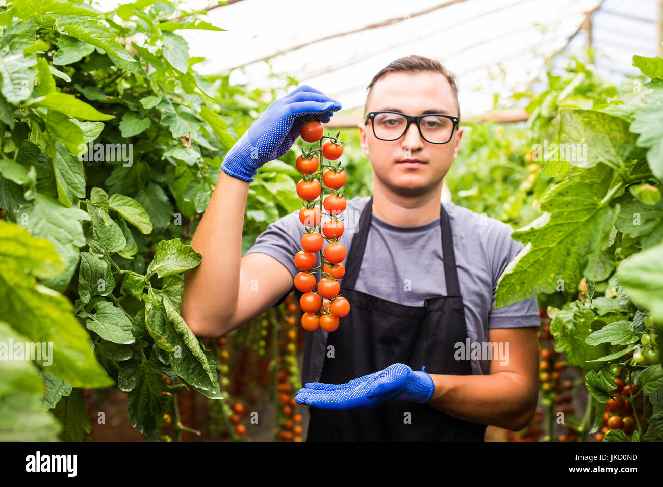 Man with tomato cherry in hands demonstrate the ripe of harvest in ...