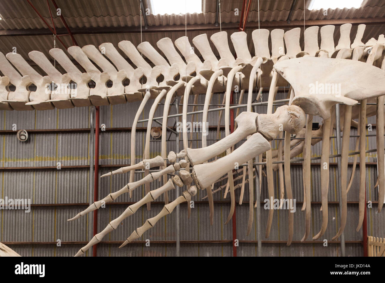 Australia, Western Australia, The Southwest, Albany, Whale World, former Whaling Station, whale skeleton Stock Photo